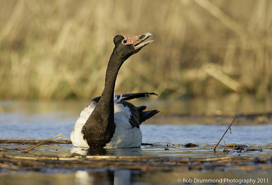 Magpie Goose