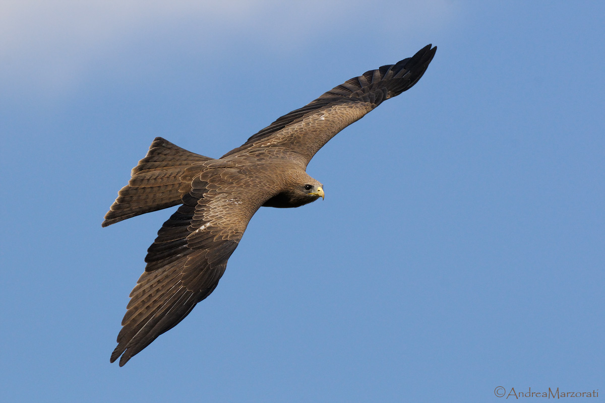 Black Kite