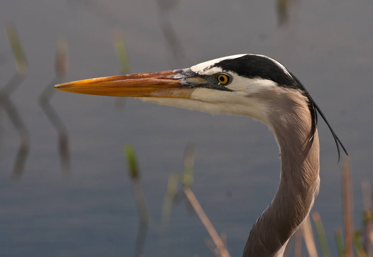 Great Blue Portrait 