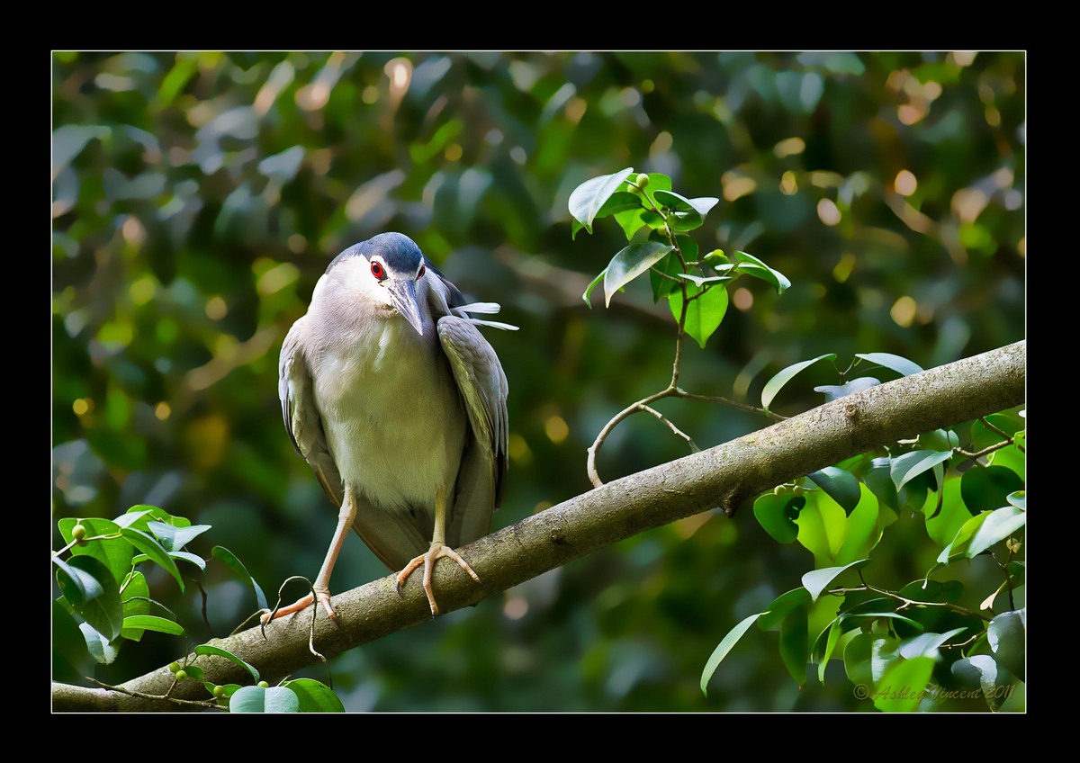 Black-Crowned Night Hero