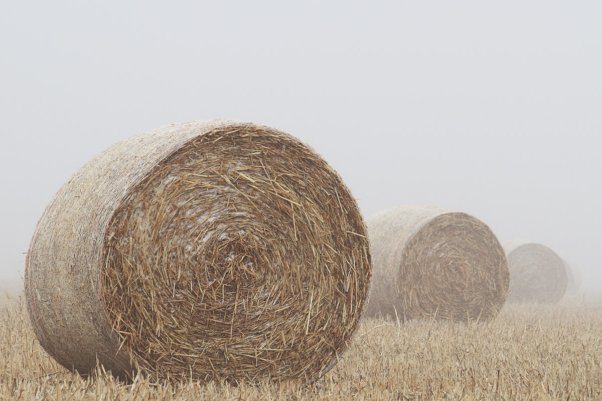Bales and fog 2