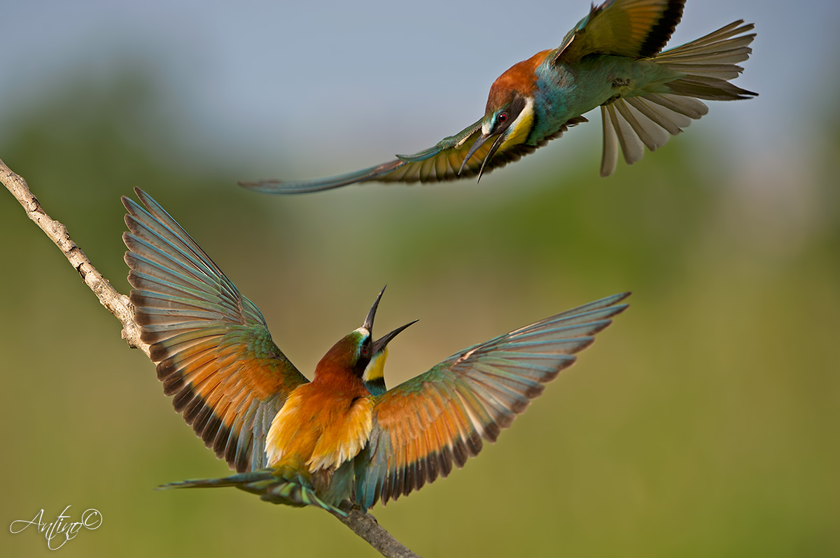 Skirmish