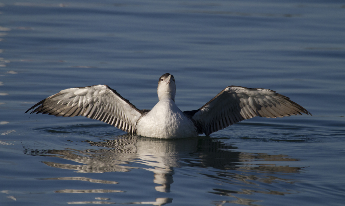 Loon