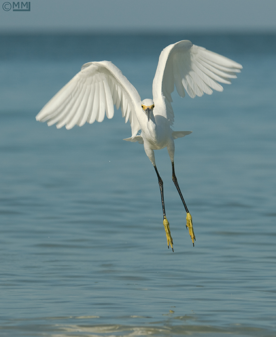 Snowy Egret