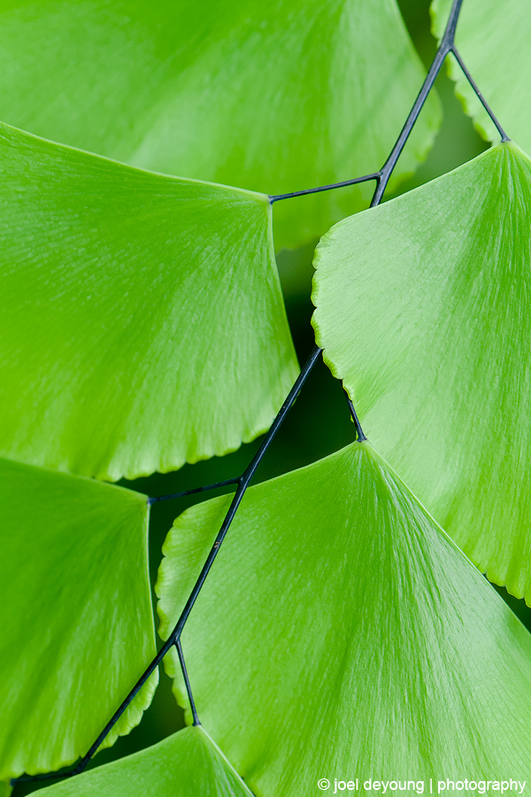 Abstract Leaves