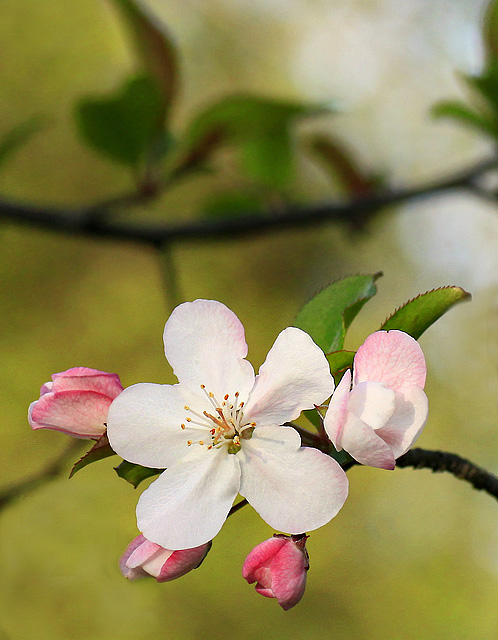 Wild Cherry tree blossom