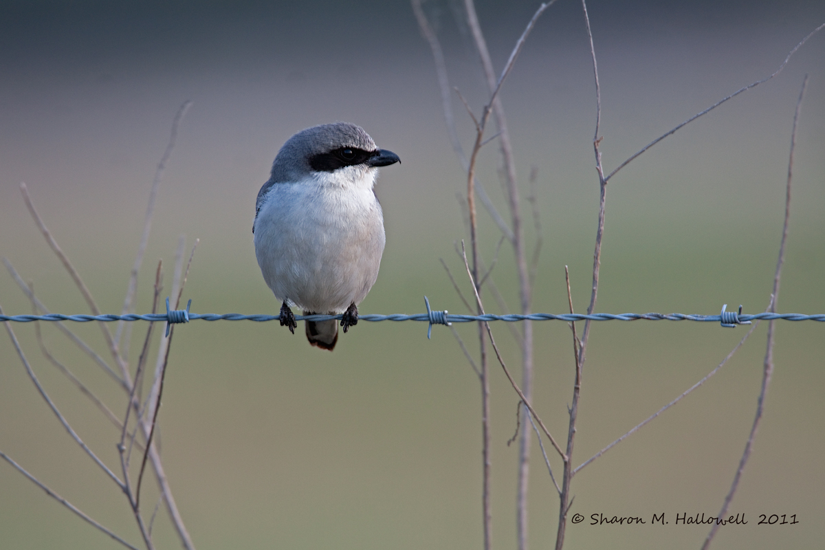 Sundown Shrike