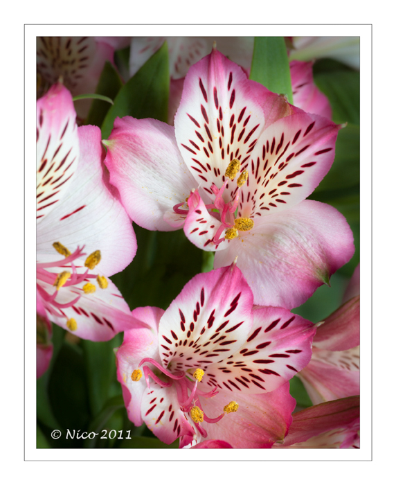 Alstromeria
