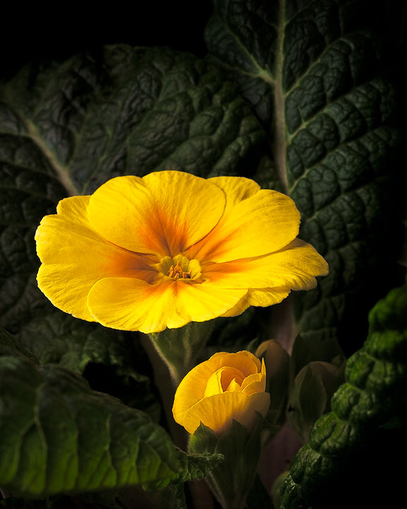 Yellow Primula