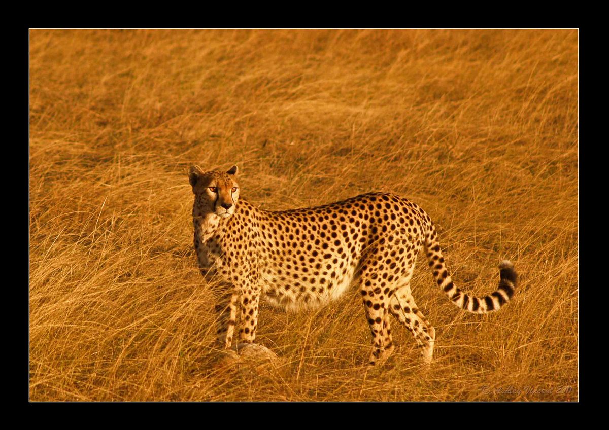 Masai Cheetah