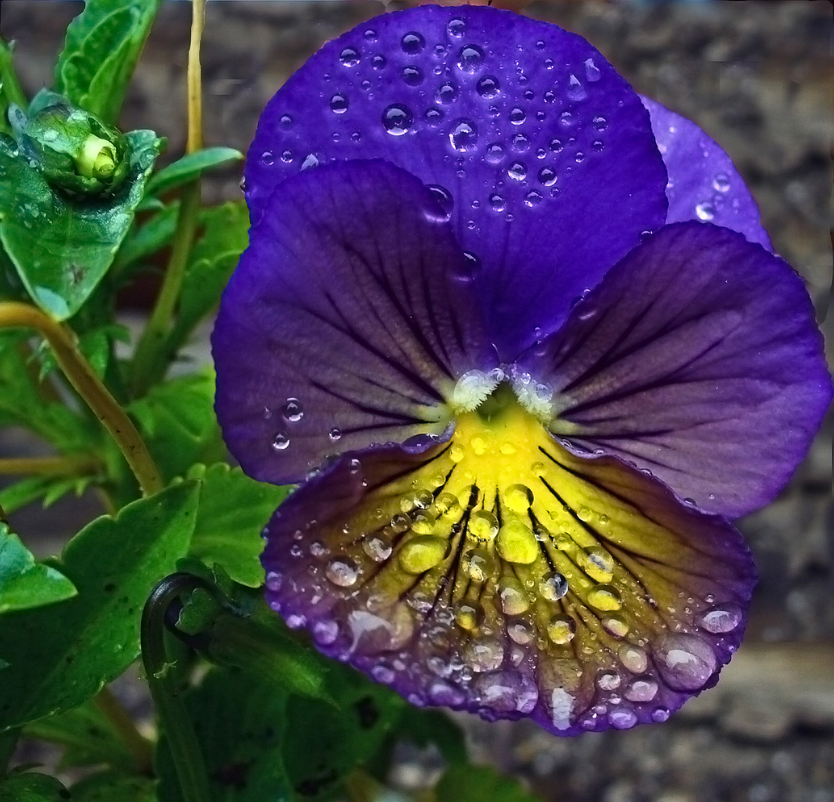Blue Pansy