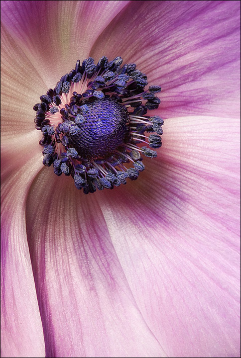 Fading beauty