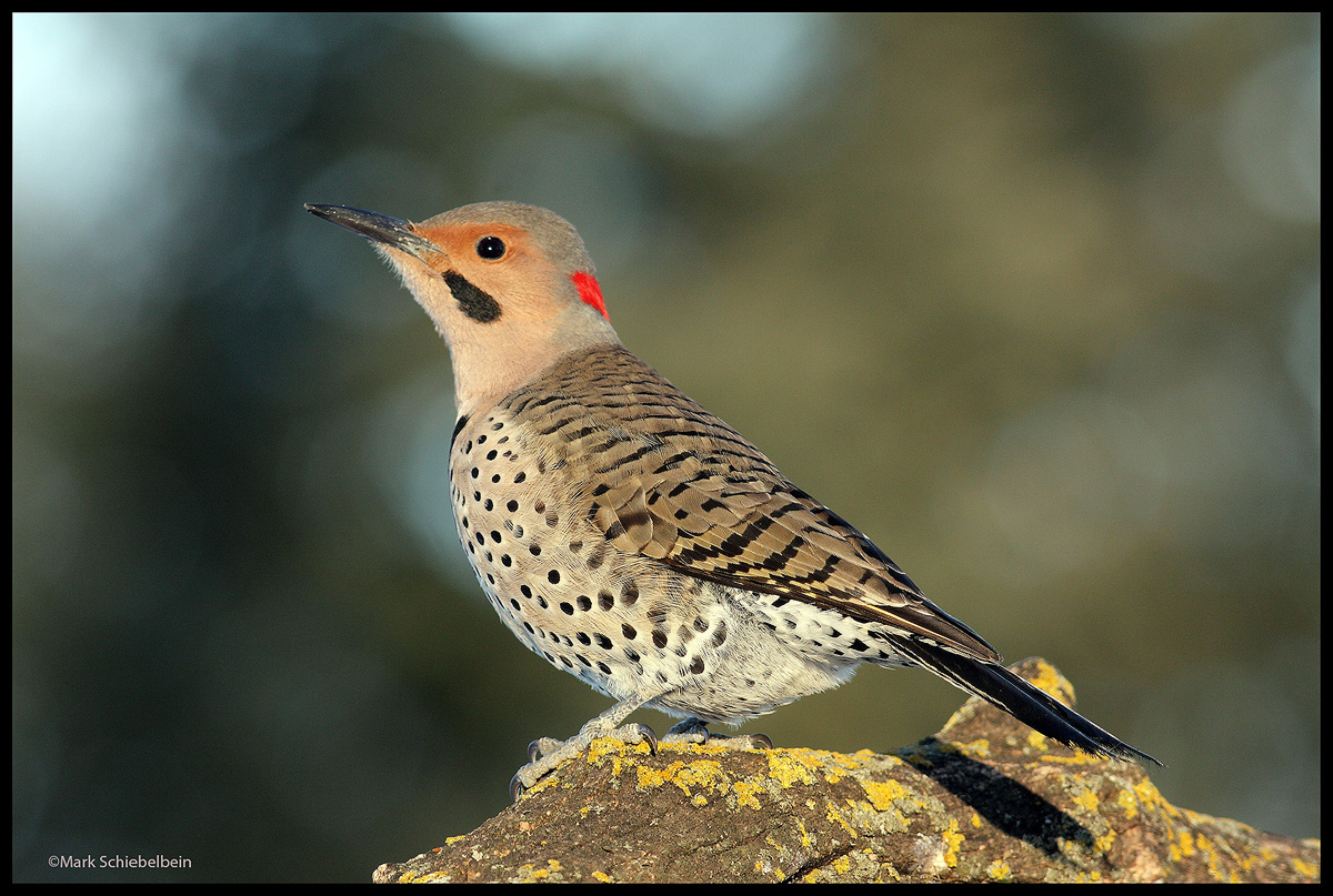 Northern Flicker