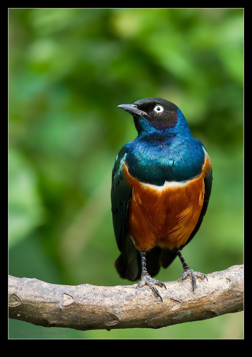 Superb Starling