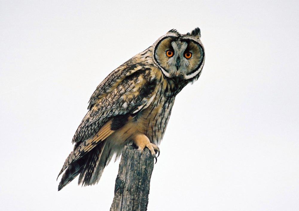 H(a)unting stare 
