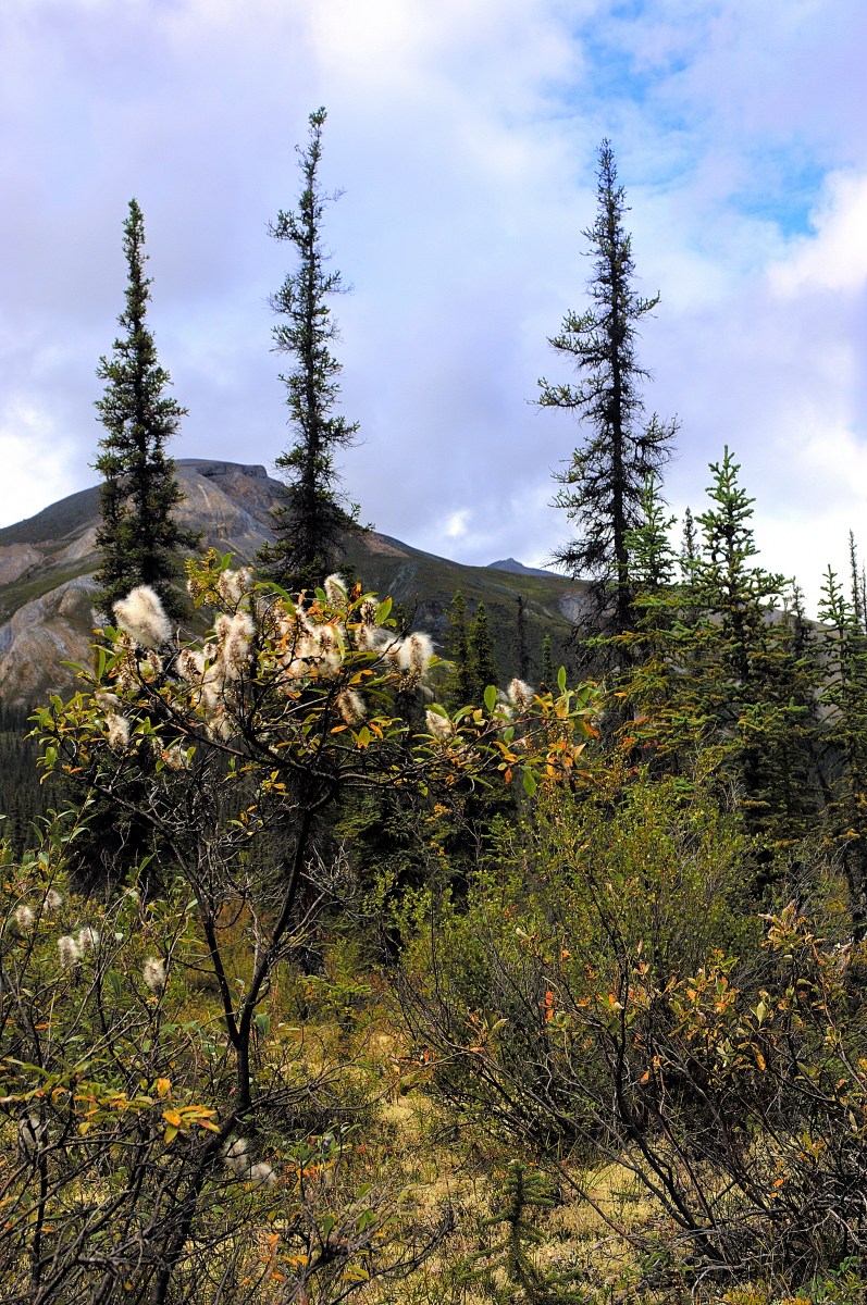 Alaska Cotton