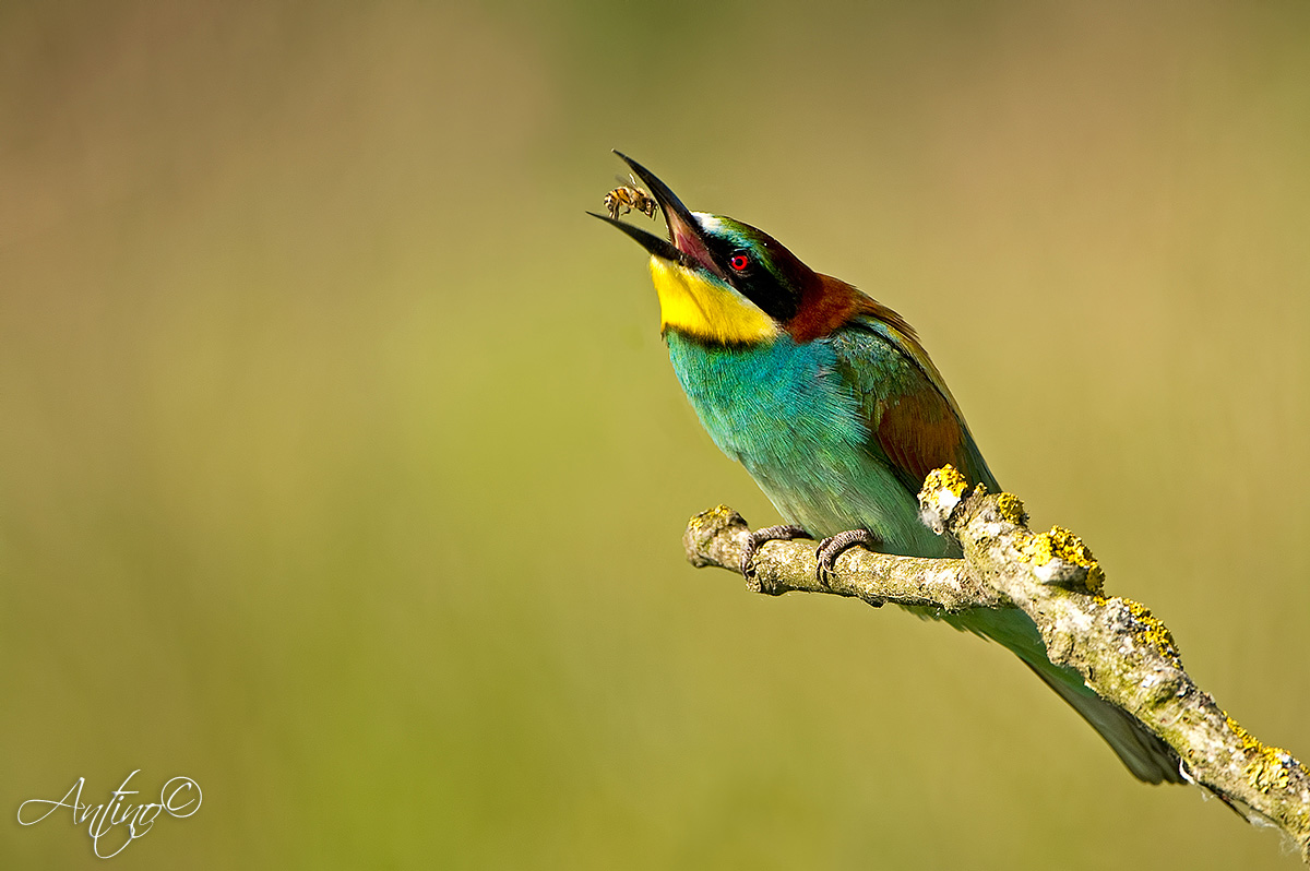 European Bee-eater