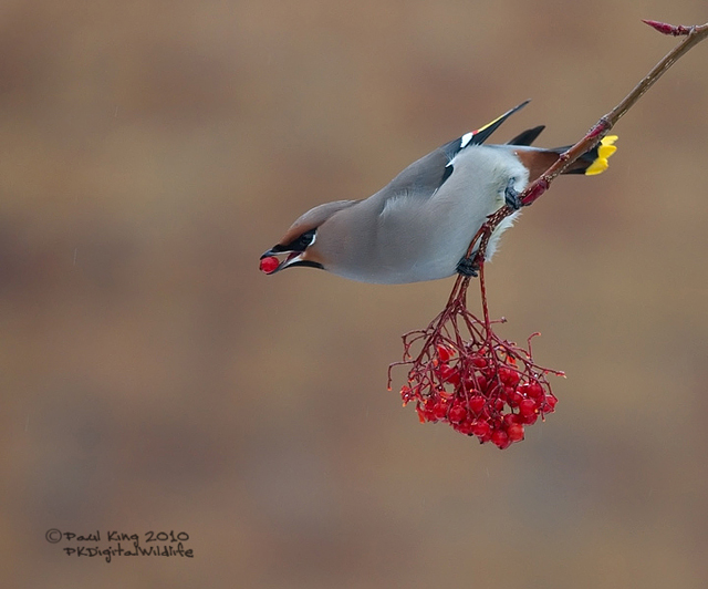 Waxwing Rhapsody