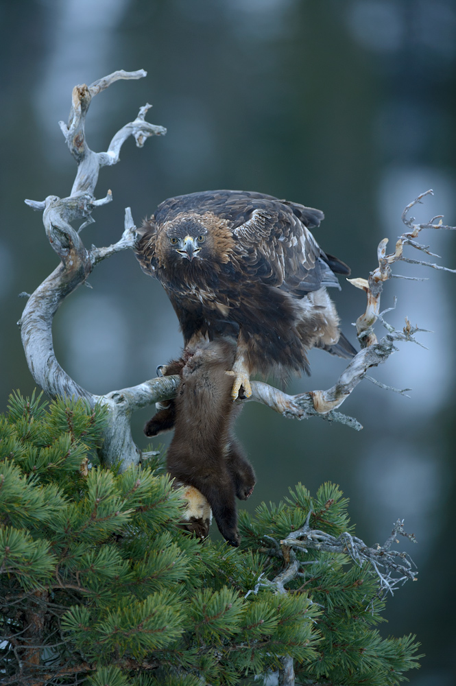 Golden eagle