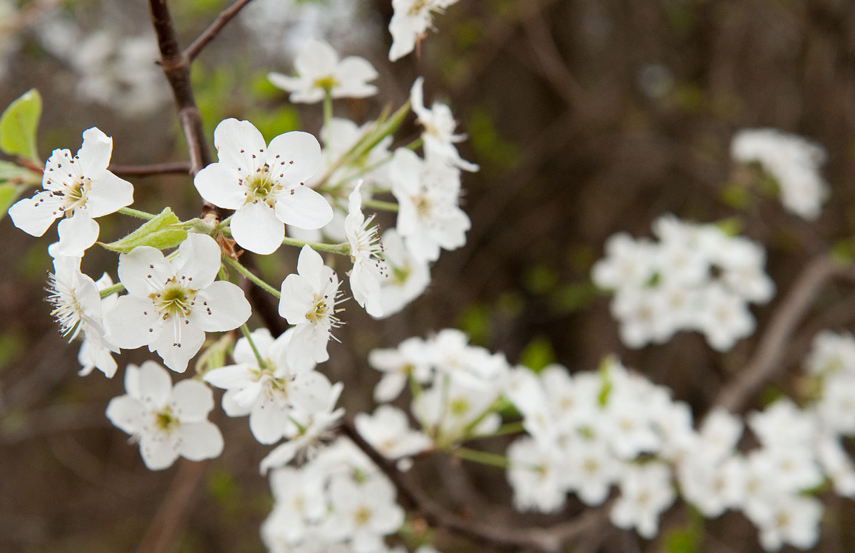 Bradford Pear