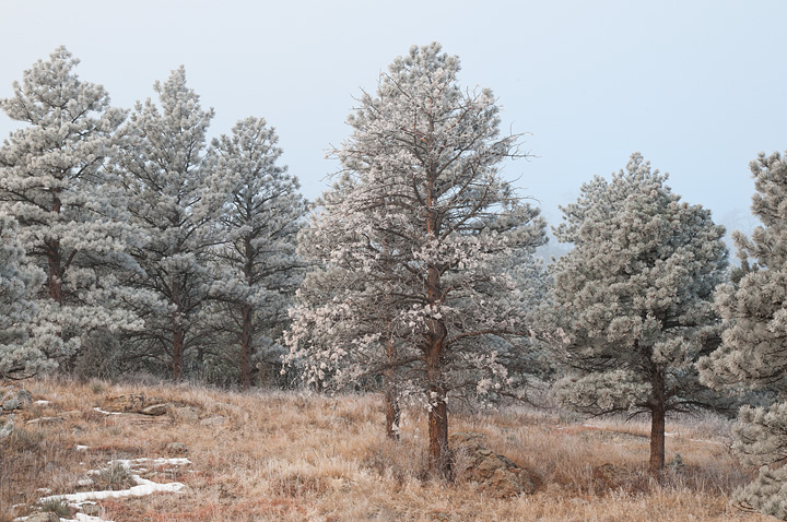 Fog and Ice
