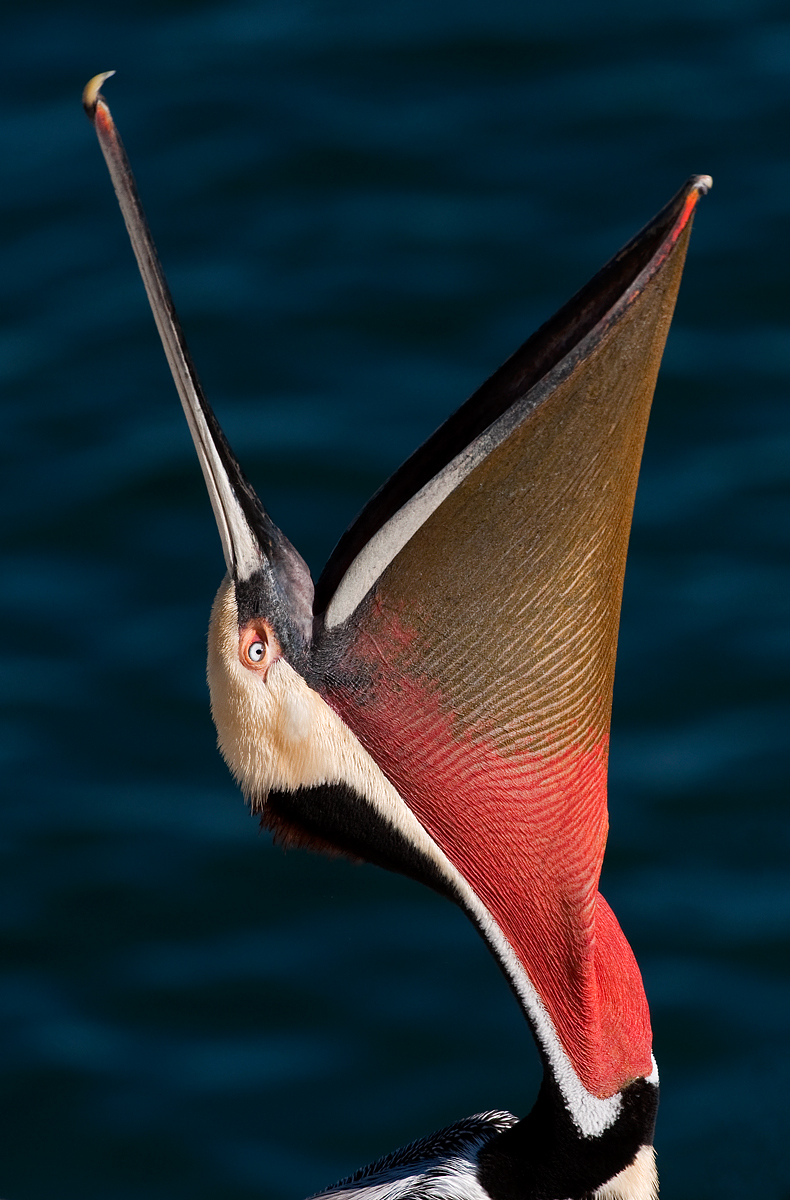 Classic Pelican