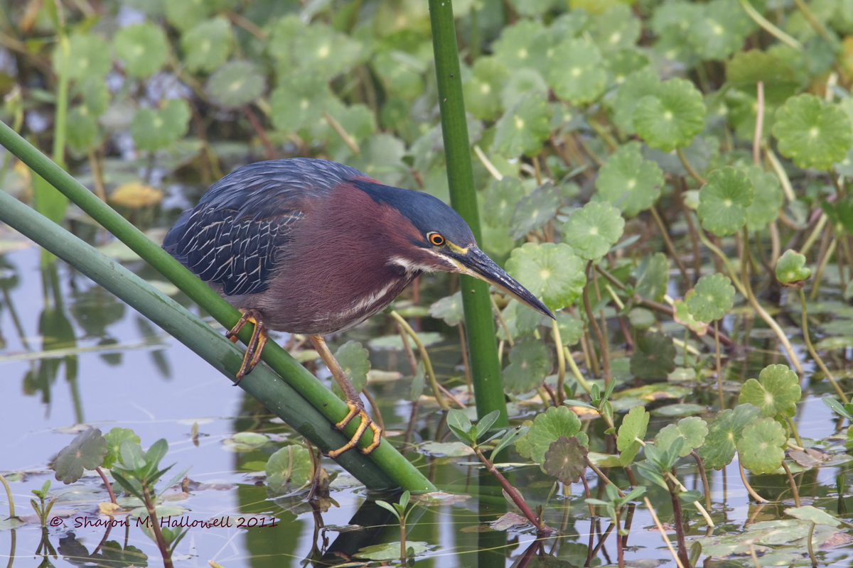 Green Heron