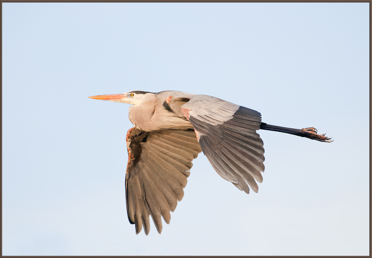 GBH