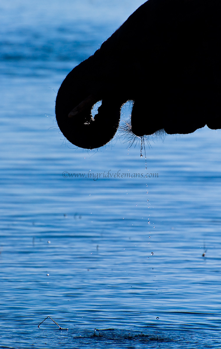 Silhouette w/water drops