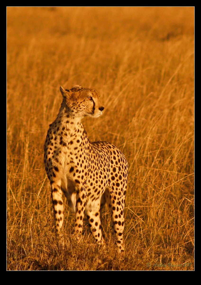 Masai Cheetah #2