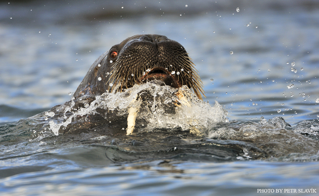 Walrus