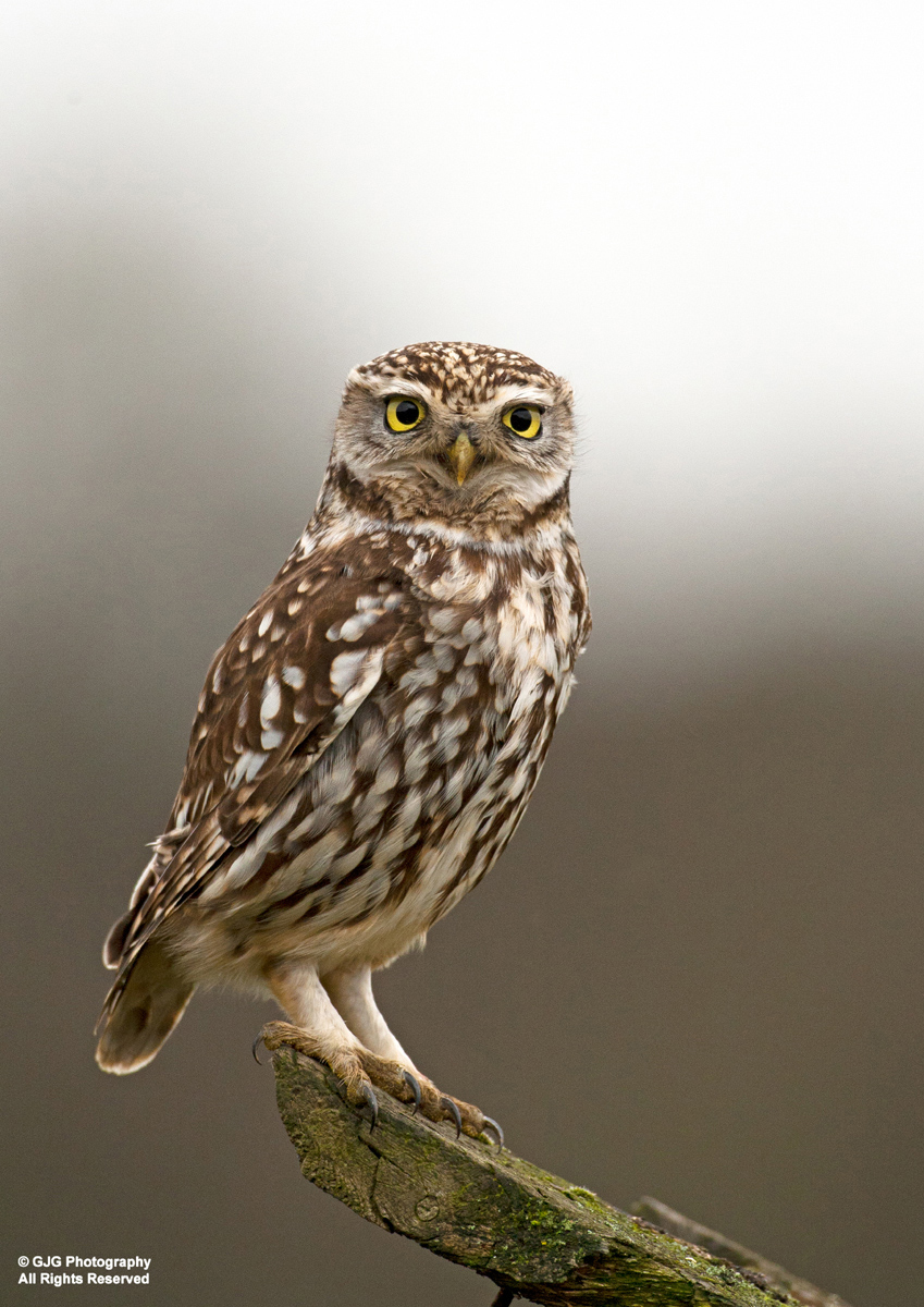 Little Owl