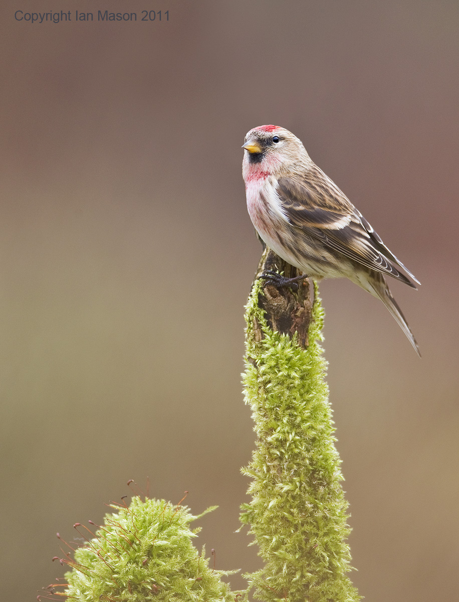 Redpoll