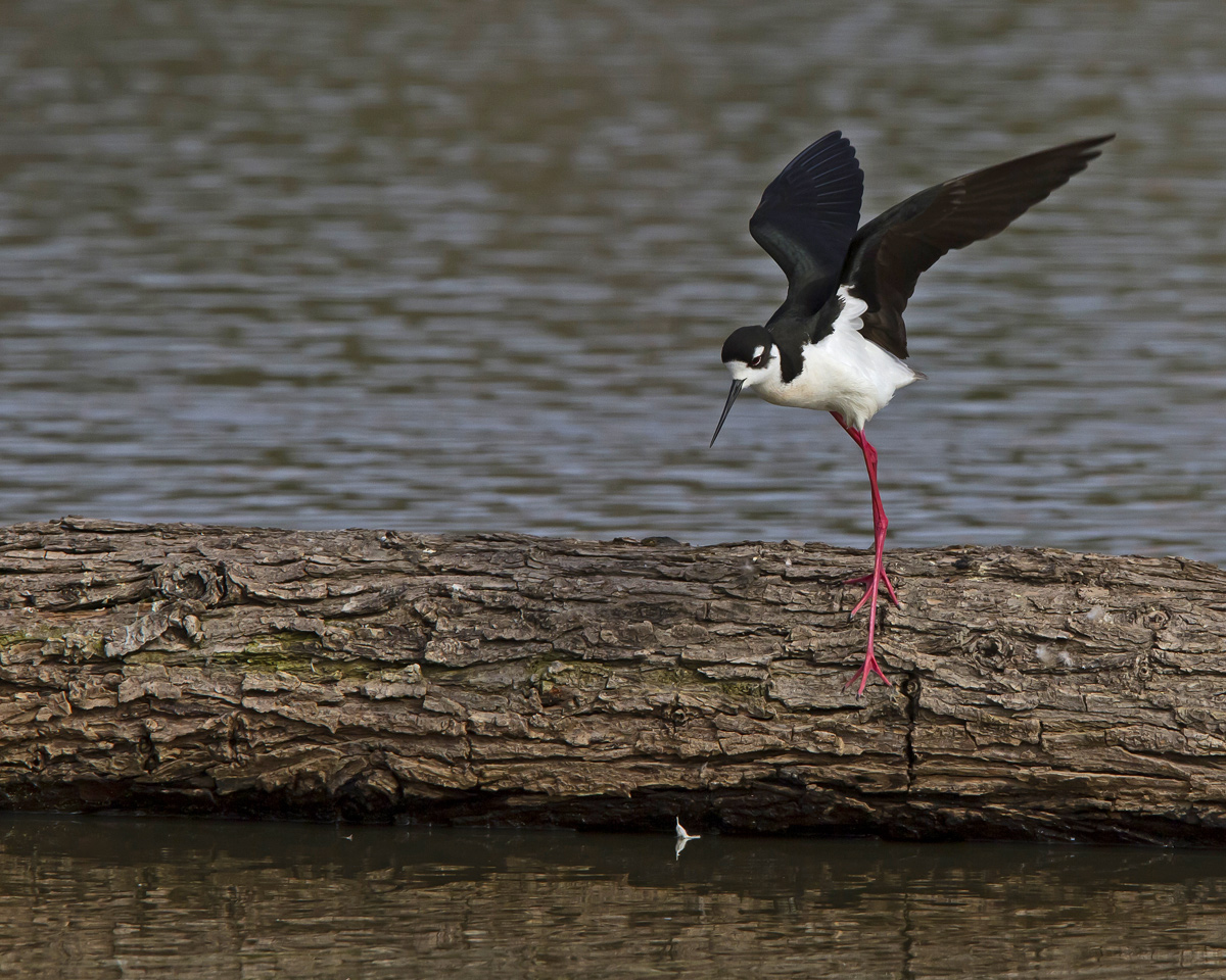 Black-necked Stilt