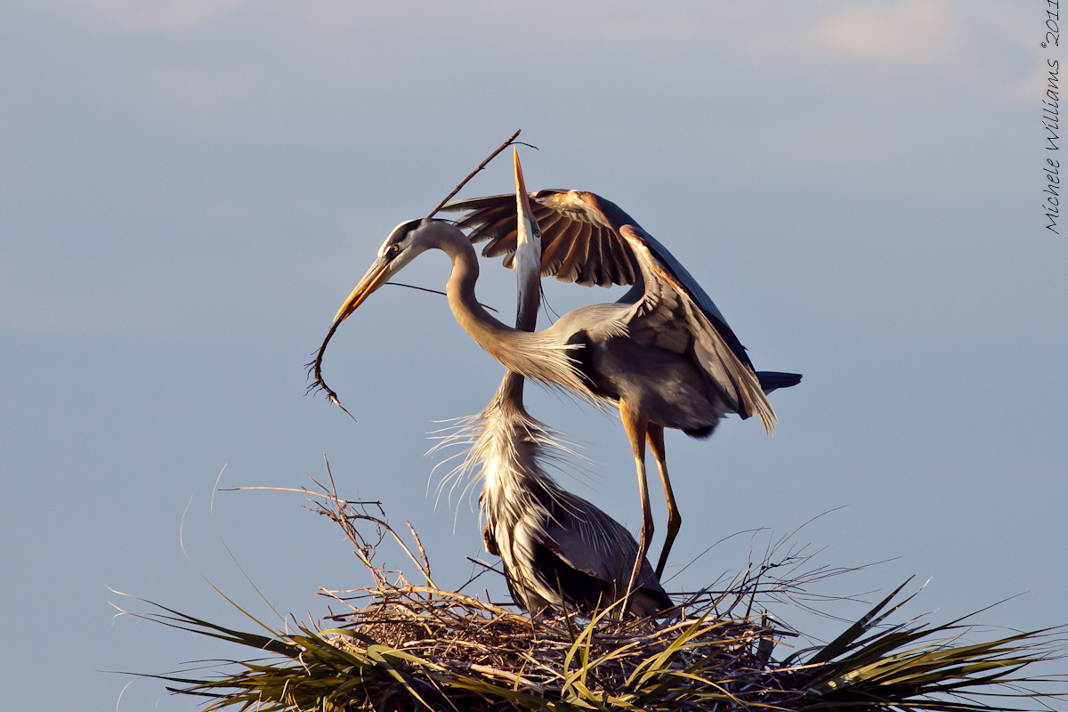 Heron Ballet
