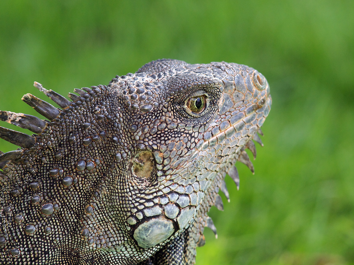 Green Iguana Portrait