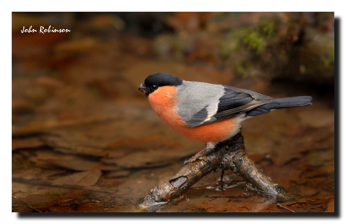 Bullfinch at Pool