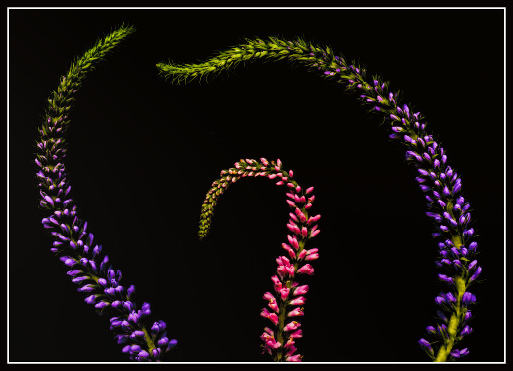 Salvia
