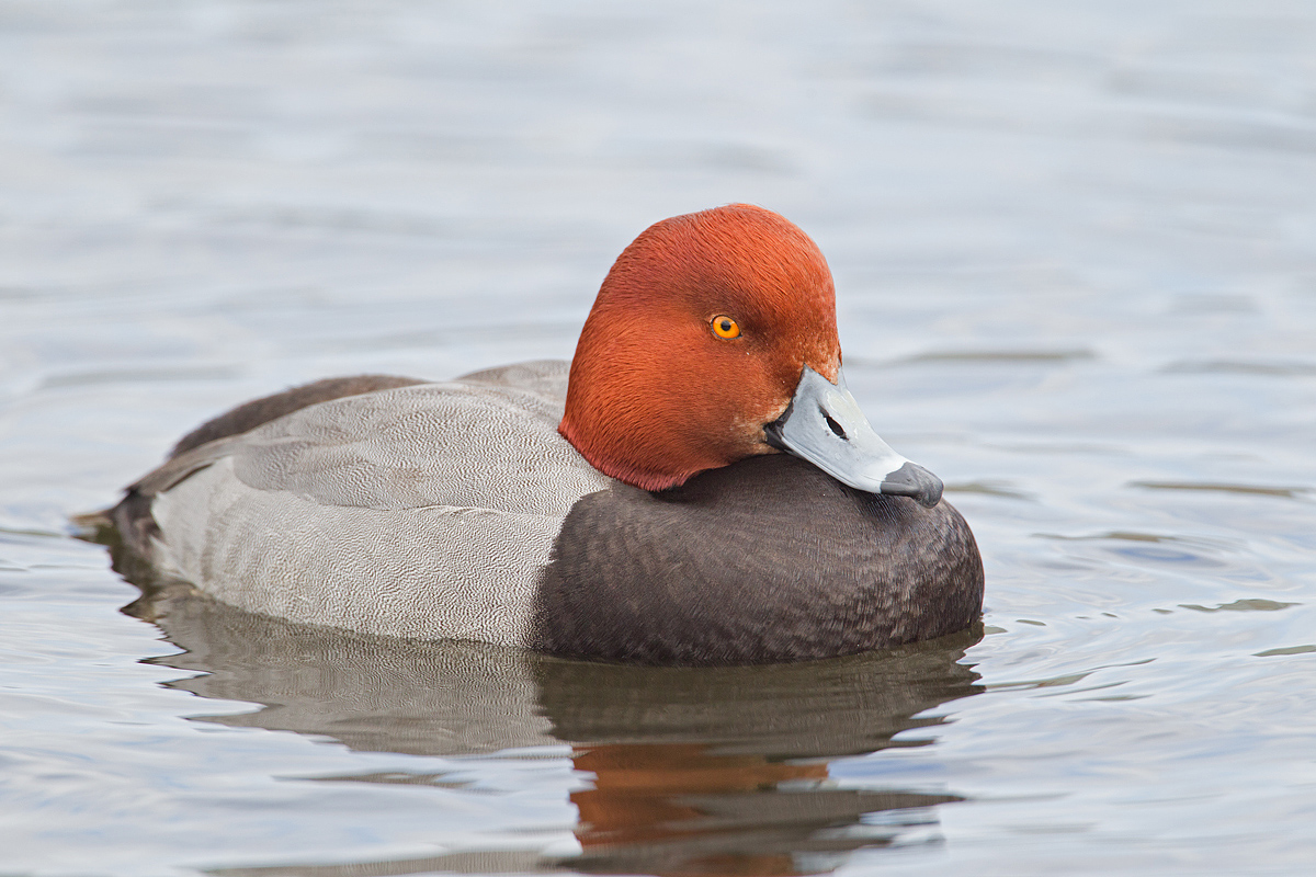 Redhead Drake