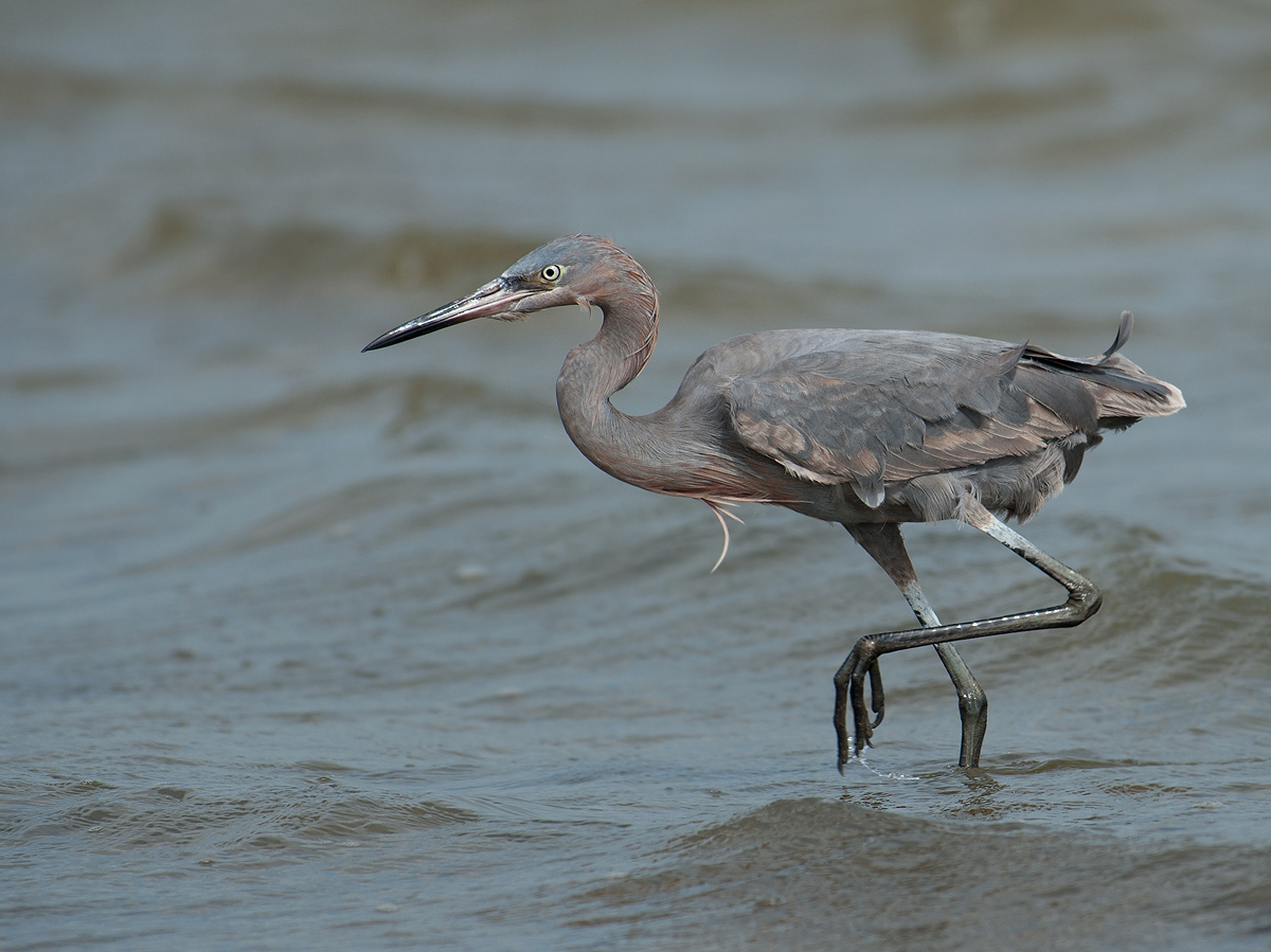 Immature Reddish Egret