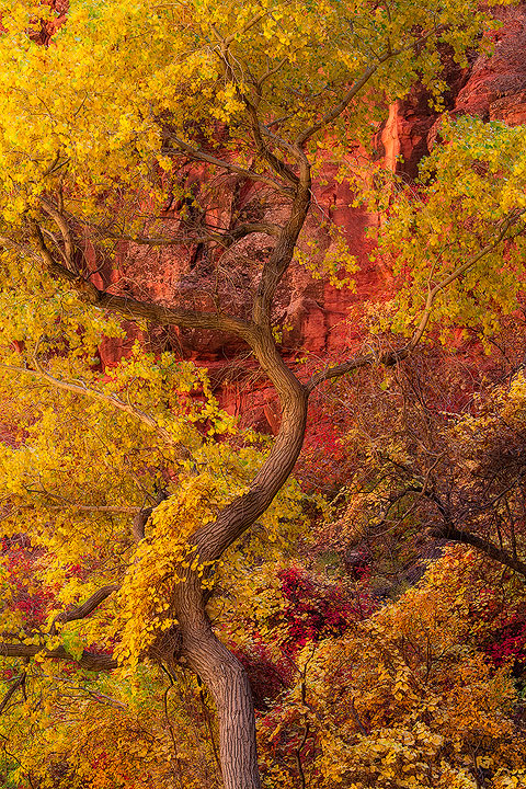 Cottonwood  Curves
