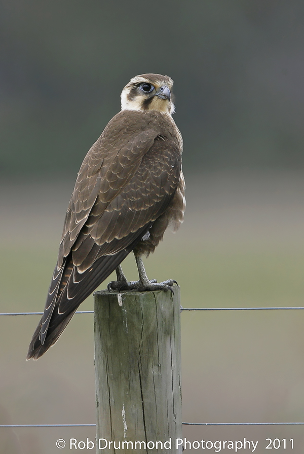 Brown Falcon