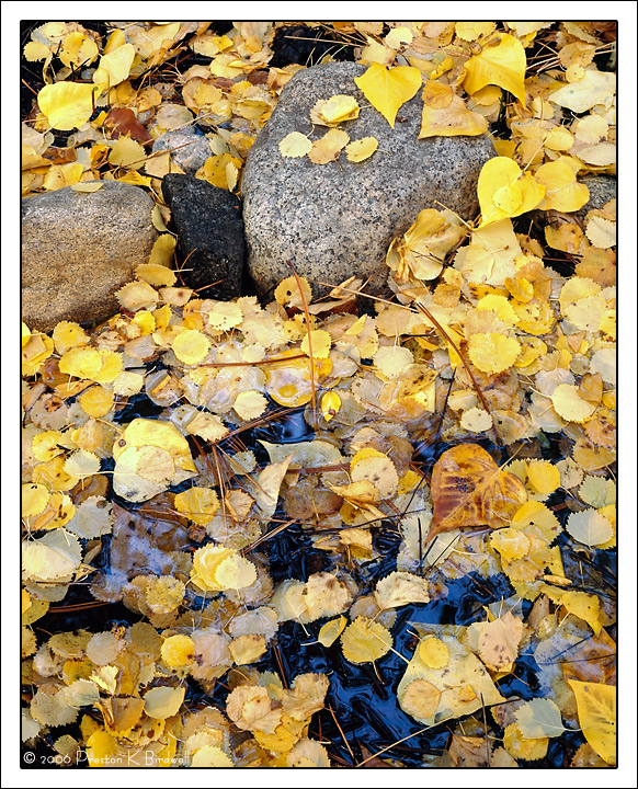 Leaves and Stones