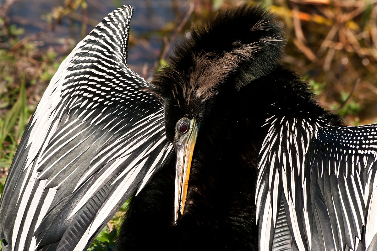 Anhinga on Ahinga