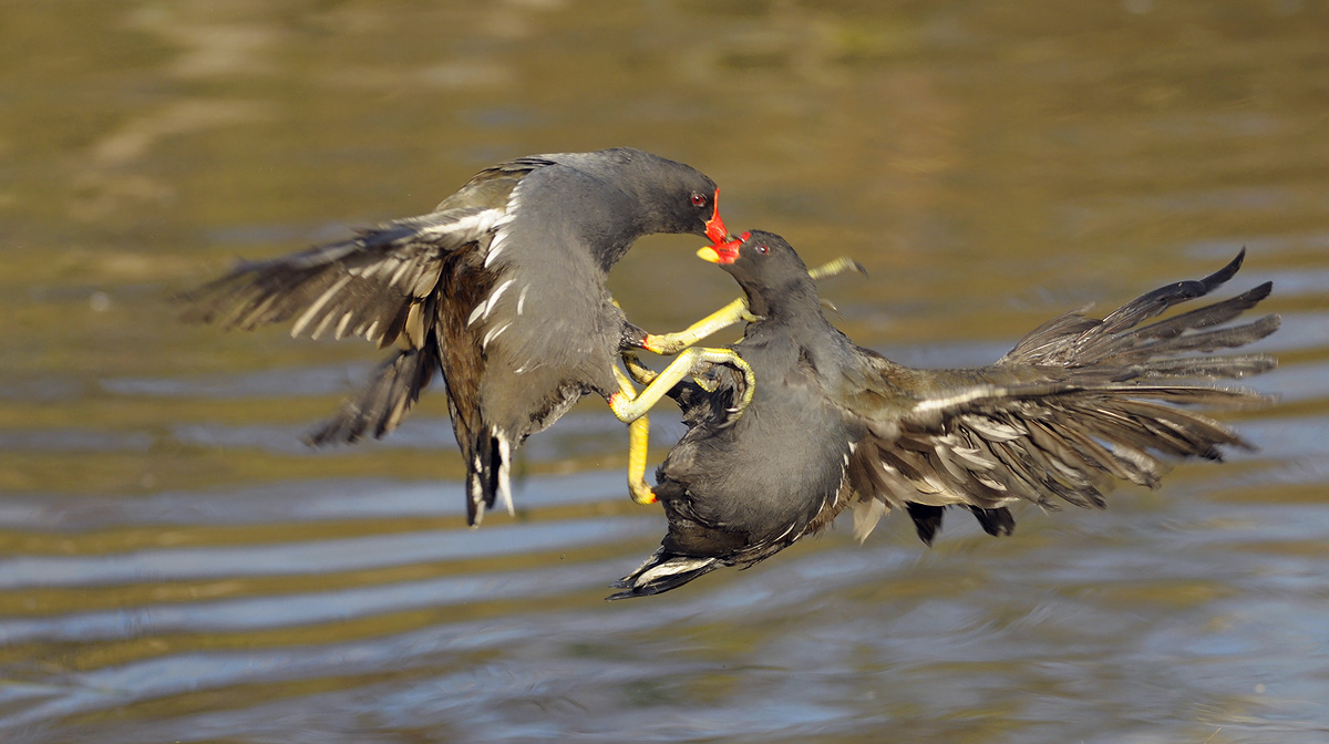 Moorhen Fight
