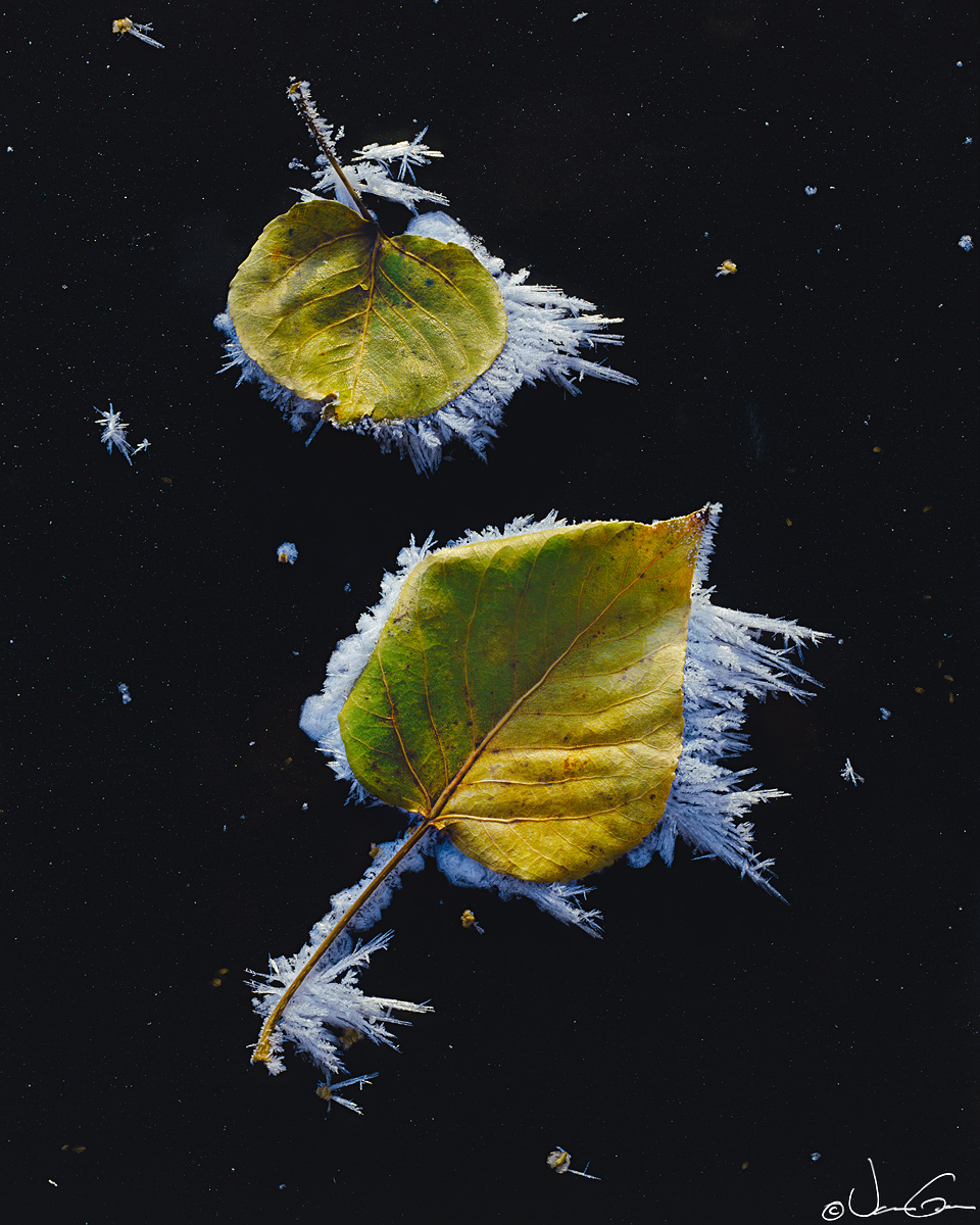 Birch Leaves and Frost