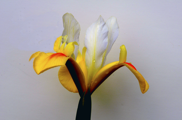 luminescent   Iris            Please      see   repost