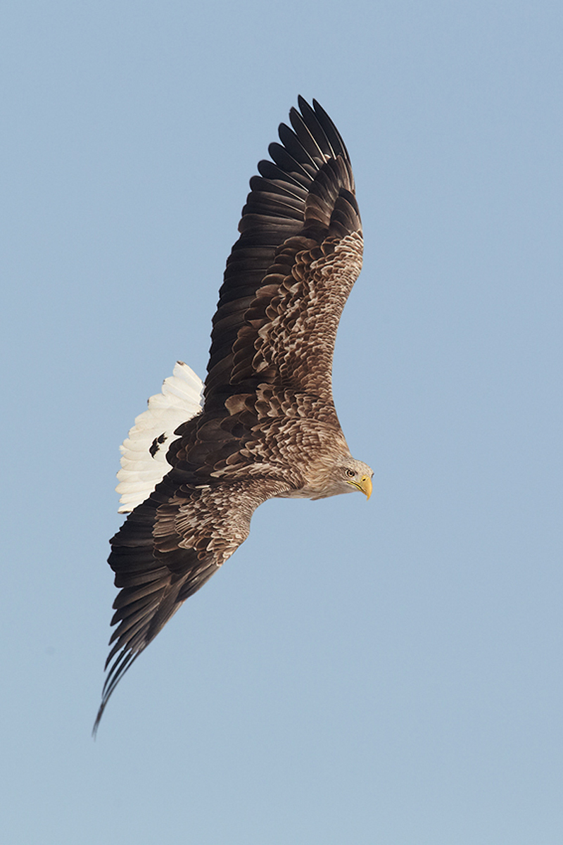 White Tailed Sea eagle