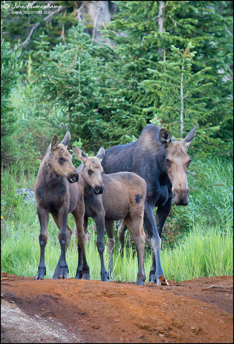 Moose Trio