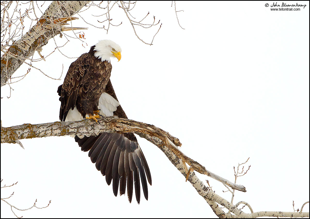 Eagle's Perch